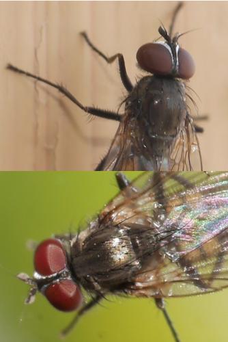 Réf. 300 838 : Fannia canicularis